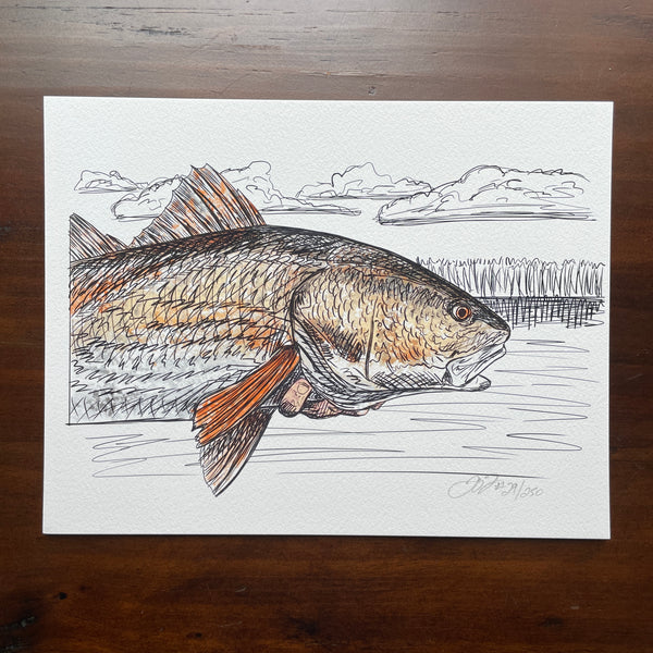 Redfish Study  Red fish, Drawings, Illustration