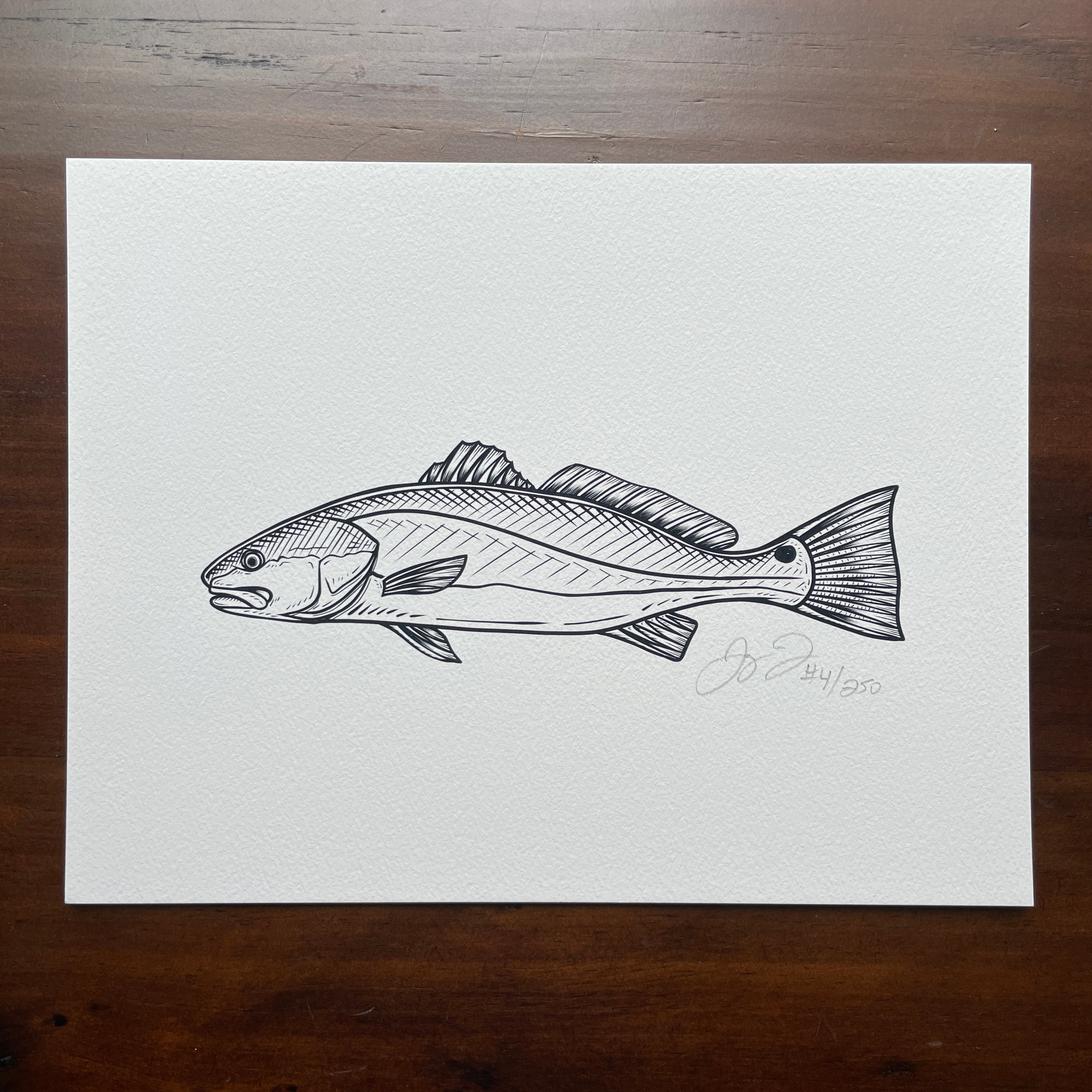 Redfish art paintings and drawings prints as fisherman gifts